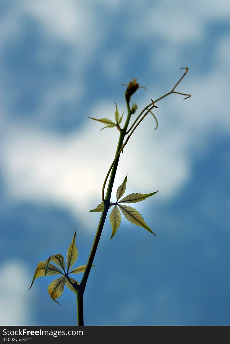 Branch on a background of the sky. Branch on a background of the sky