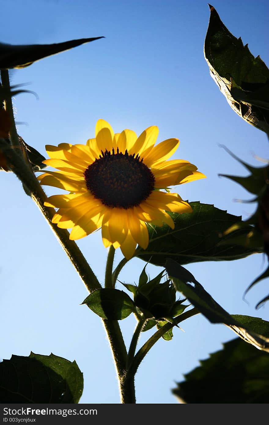 Sunflower