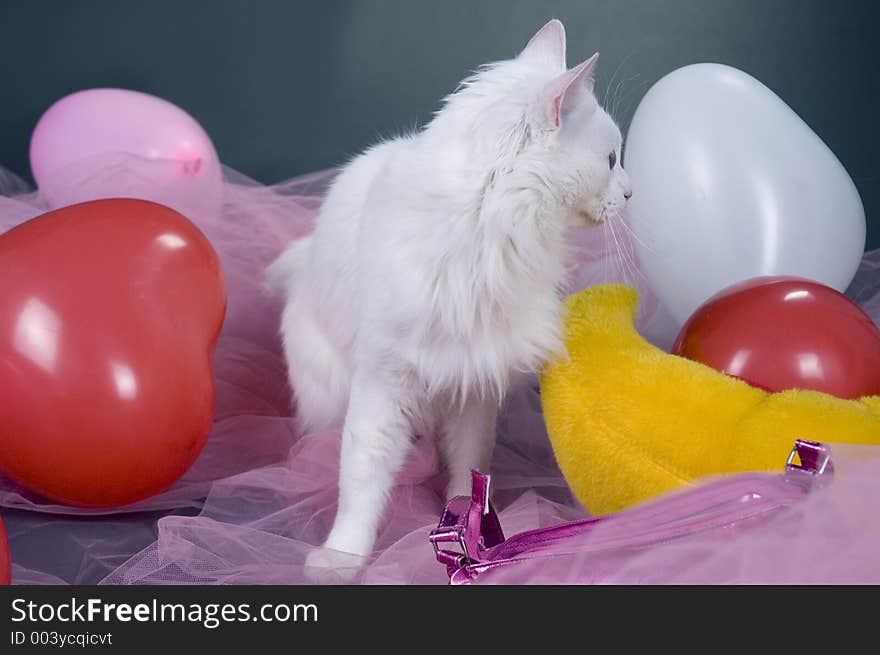 White cat among pink veils and colored ballons. White cat among pink veils and colored ballons