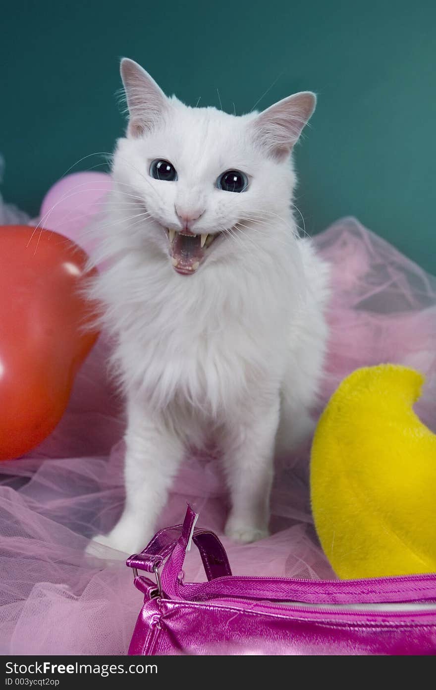 White can amongst colored veils and ballons showing the fangs. White can amongst colored veils and ballons showing the fangs