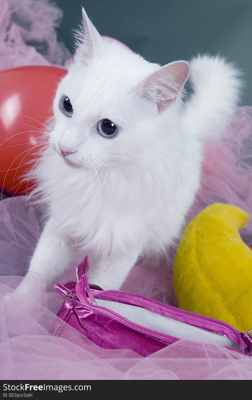 Pretty white cat amongst colored veils and ballons. Pretty white cat amongst colored veils and ballons