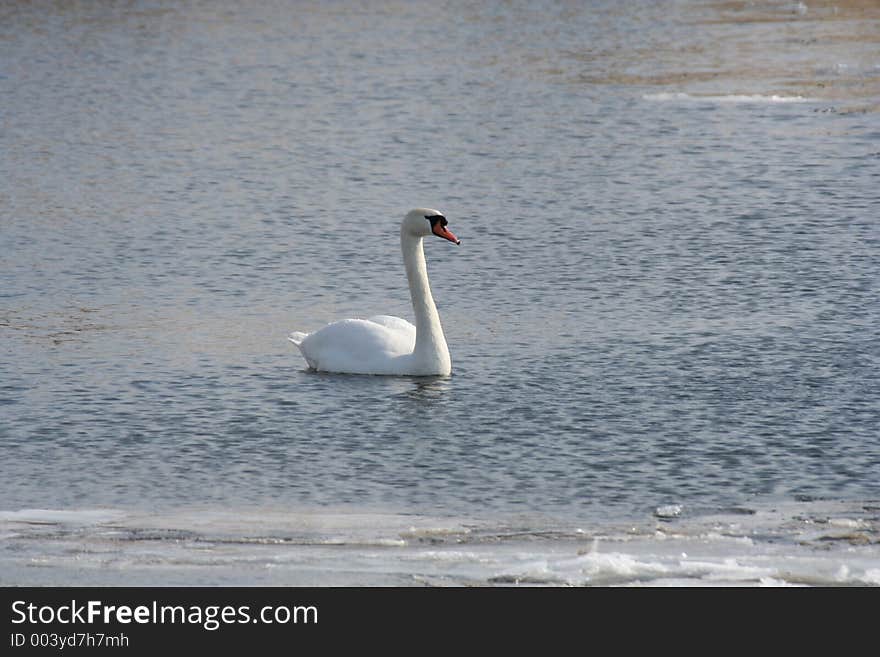 A swan in water