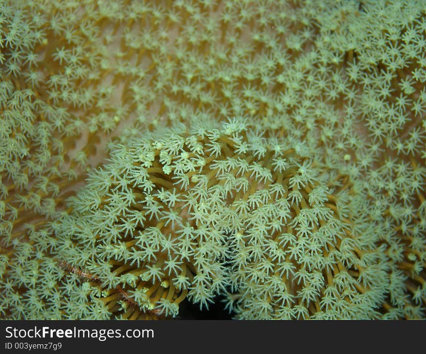 Soft Coral on the Great Barrier Reef, Australia. Soft Coral on the Great Barrier Reef, Australia