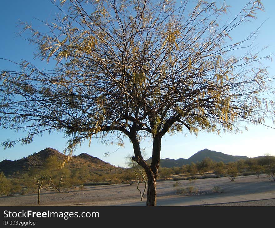 Desert Trees