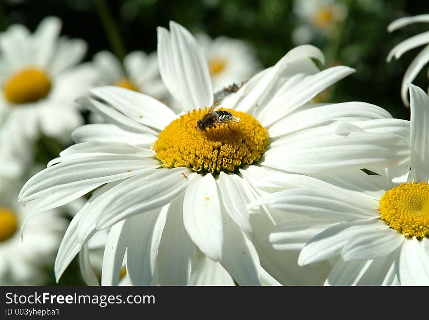 White petals flower in garden