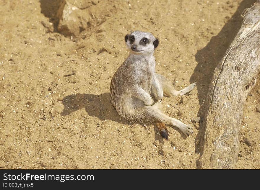 Sitting Meerkat