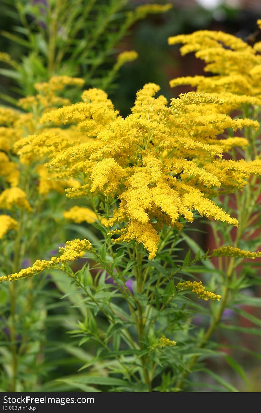 Yellow flower