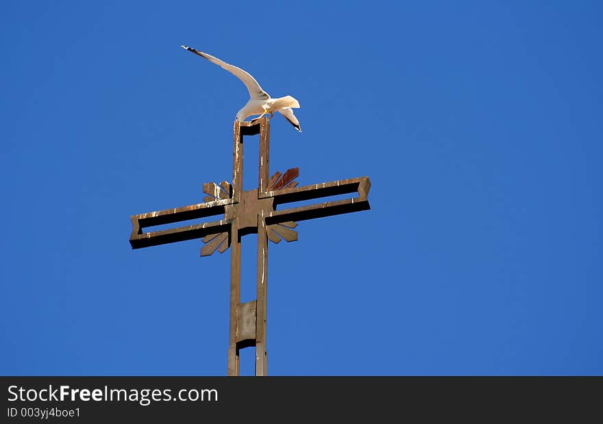 Rome Seagull Taking Off From A Cross