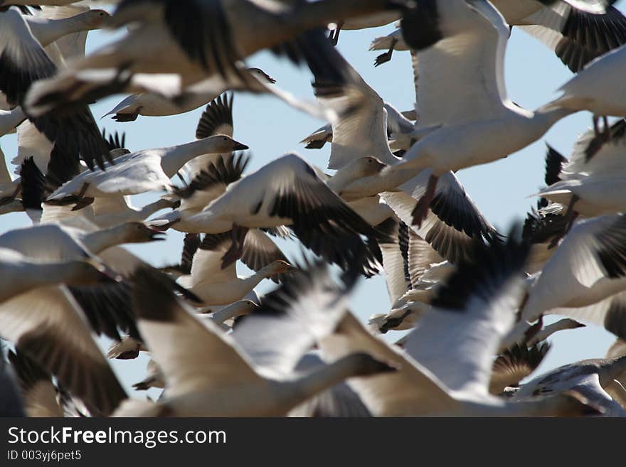 Snow Geese