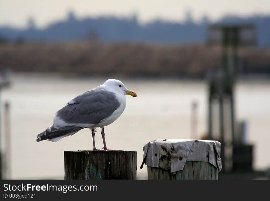 Seagull