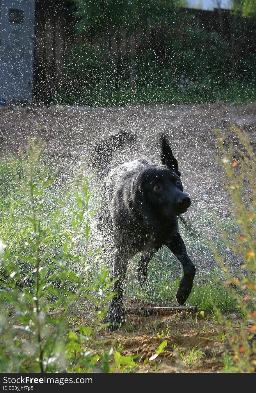 The dog shakes off water. Illustration to magazine about animals. The dog shakes off water. Illustration to magazine about animals