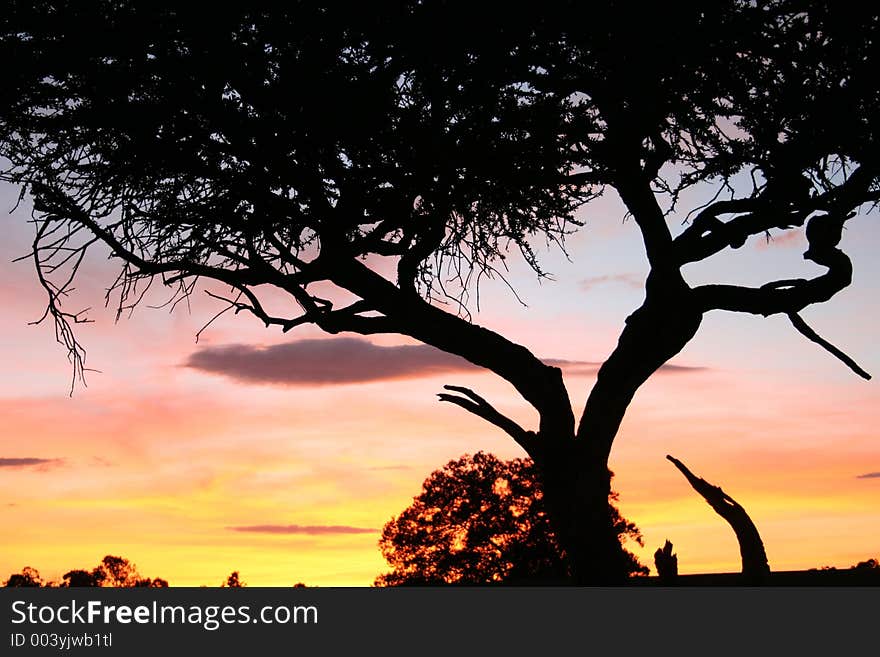 Sunset behind a tree