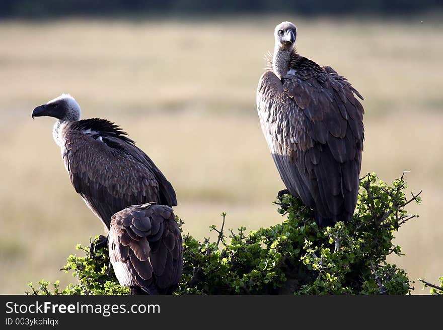 Eagles sitting on the tree