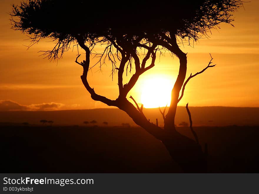 Sunset behind a tree