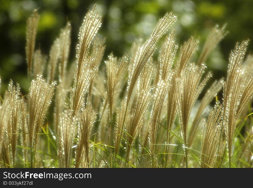 Meadow Grass