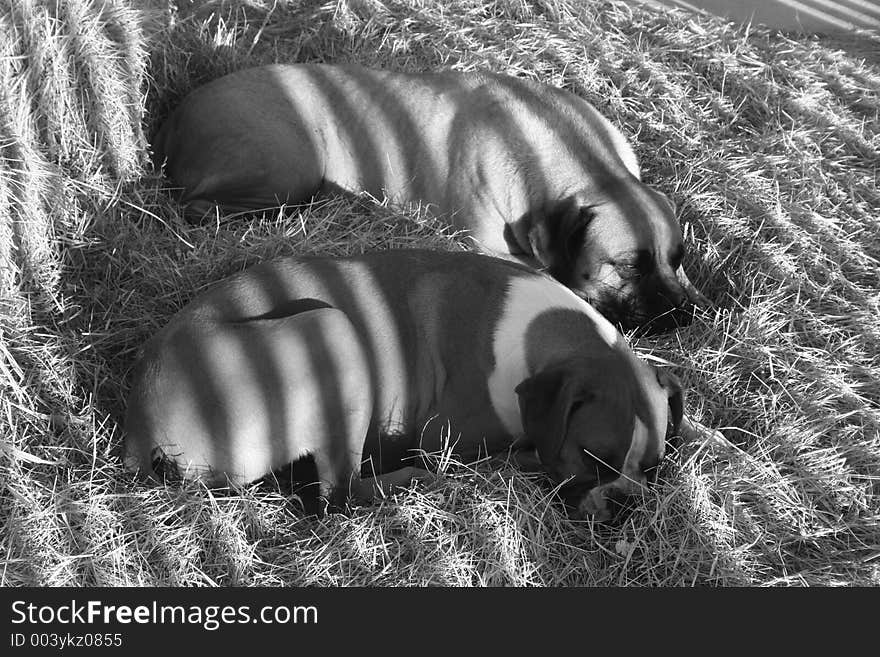 A Bull Mastiff and Boxer dog relaxing ontop of hay on a sunny Florida Day. A Bull Mastiff and Boxer dog relaxing ontop of hay on a sunny Florida Day