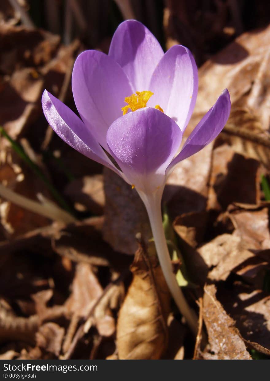 Single crocus pushing up through layer of dead leaves