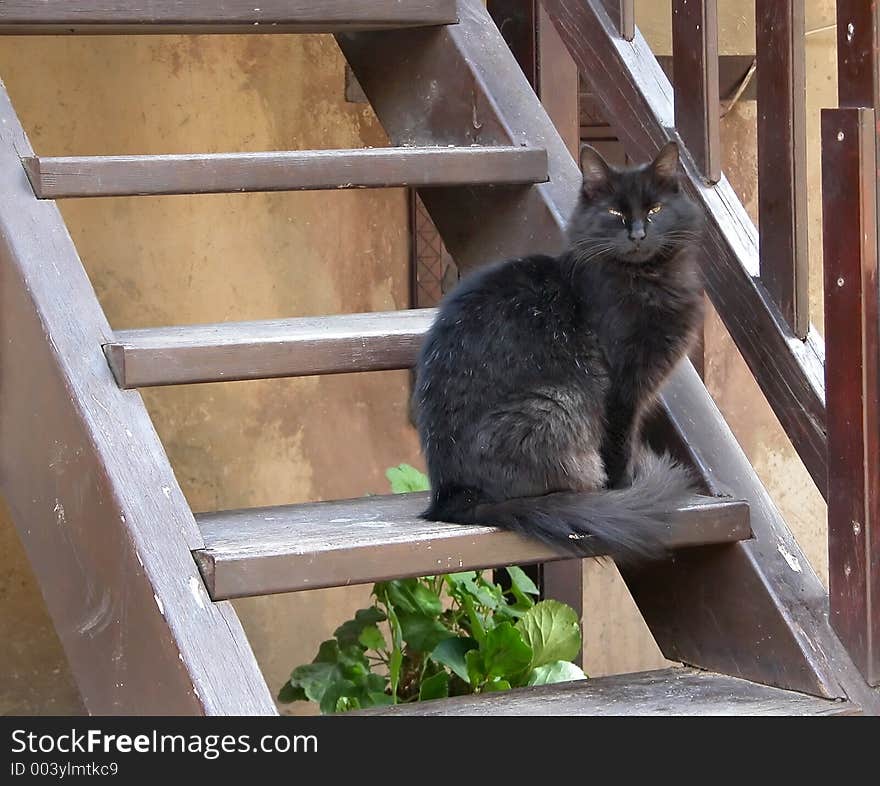 Black Cat on stairs. Black Cat on stairs