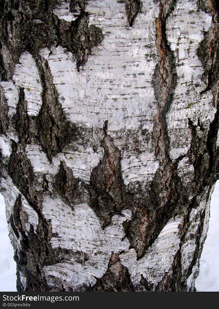 Trunk of birch