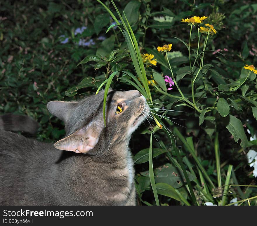 Cat pet greypaws in garden smelling plants in our backyard