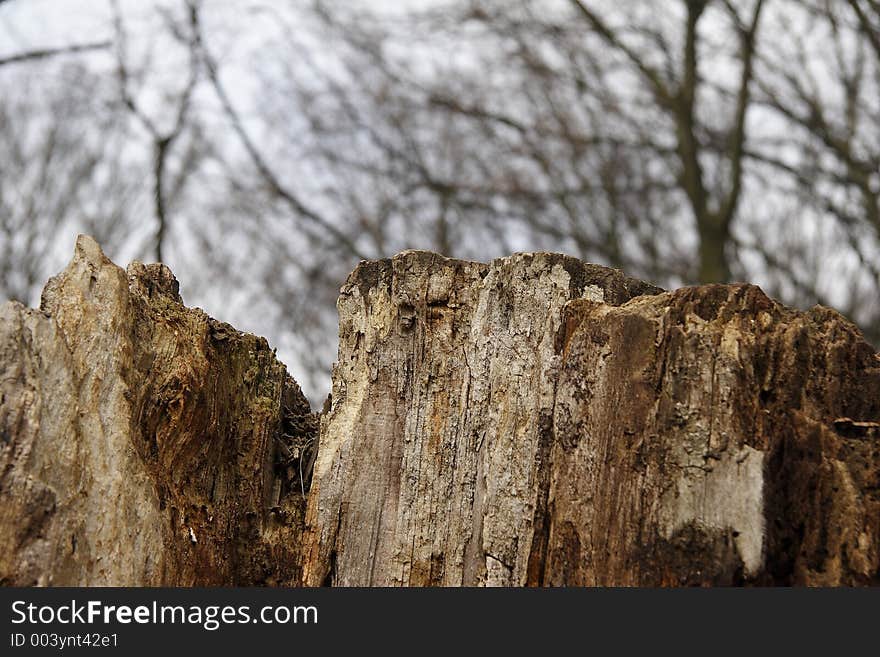 Old brocken tree in the wood