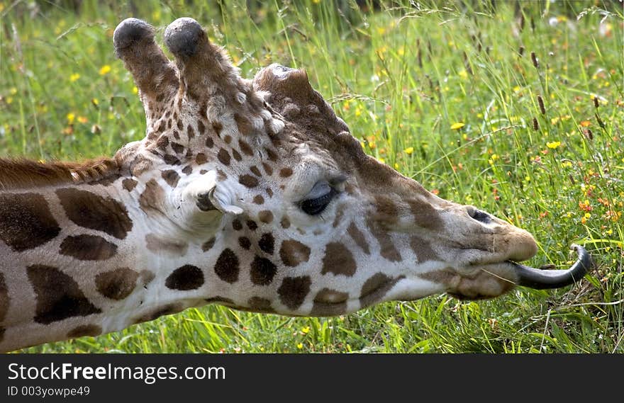 Giraffe portrait