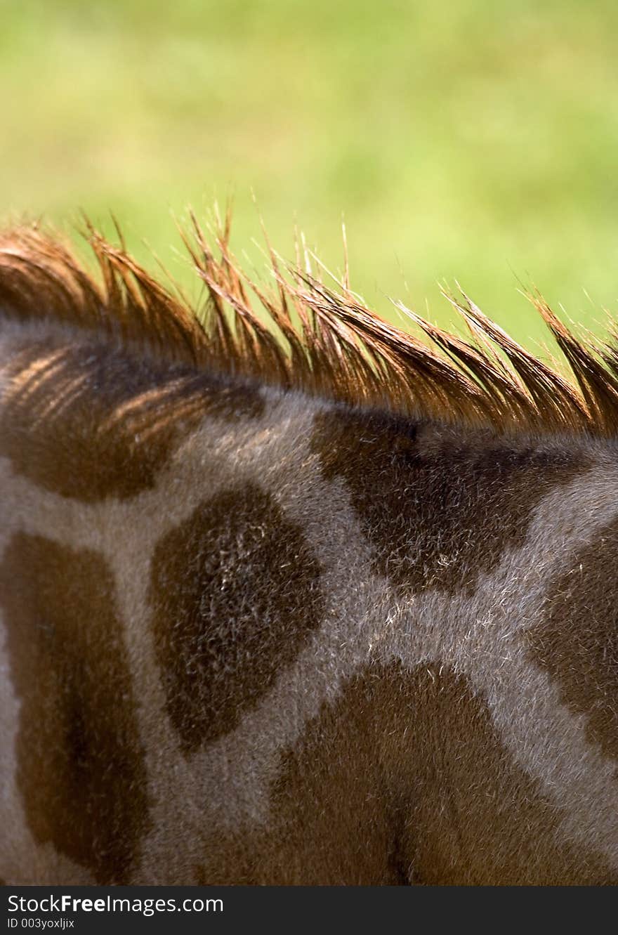 Close up giraffe. Close up giraffe