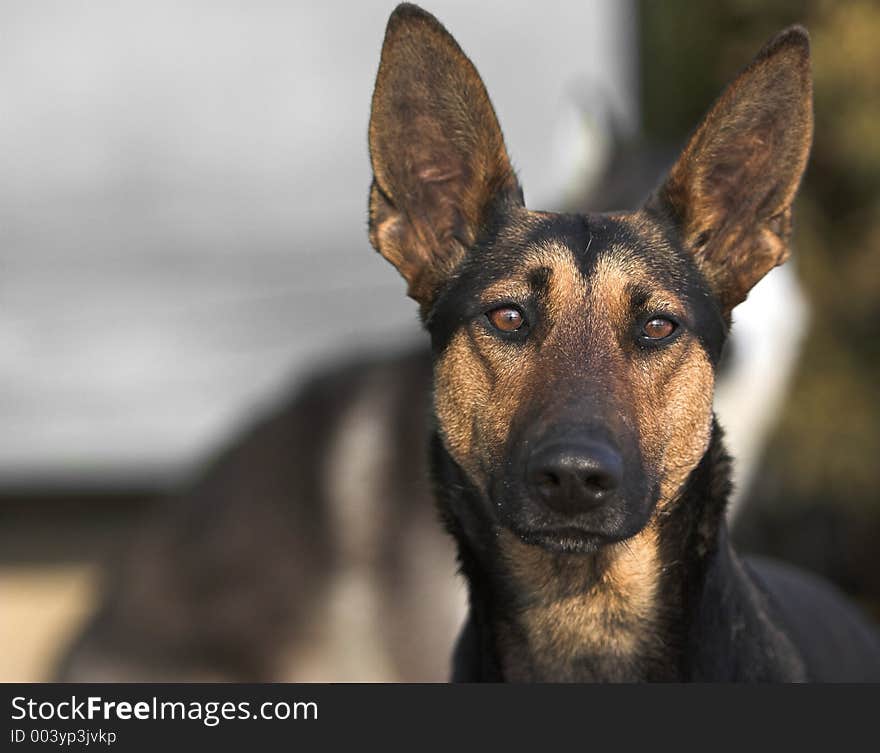 Dark haired german shepherd looking ahead