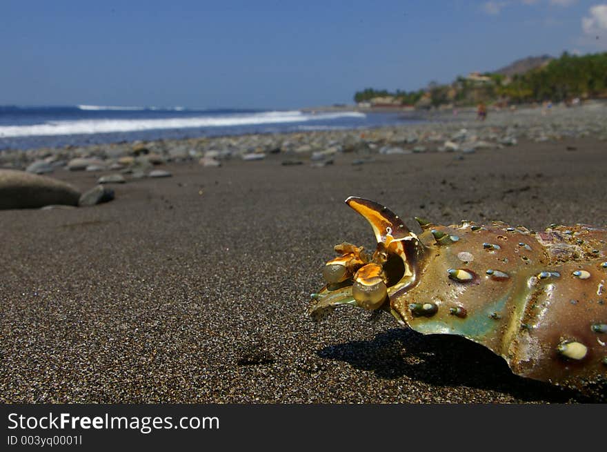 A close up of a crab shell on the beach