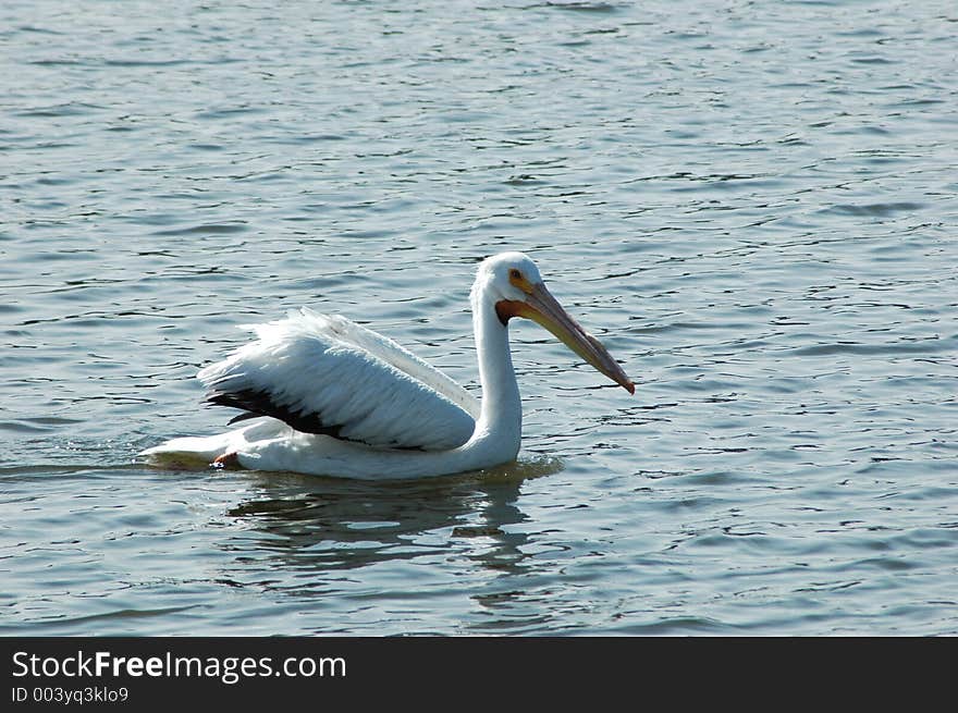 Pelican