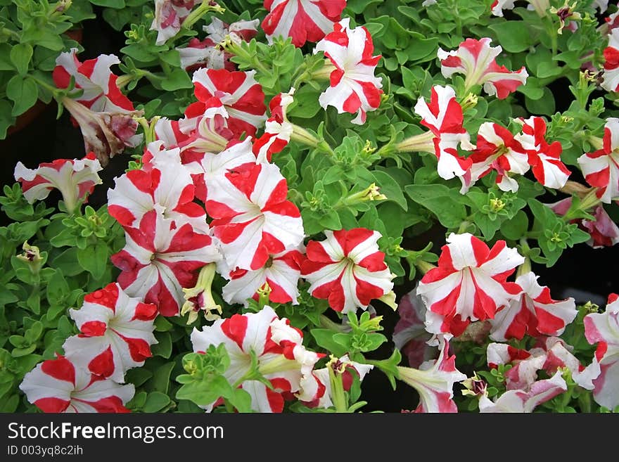 Striped red and white flowers