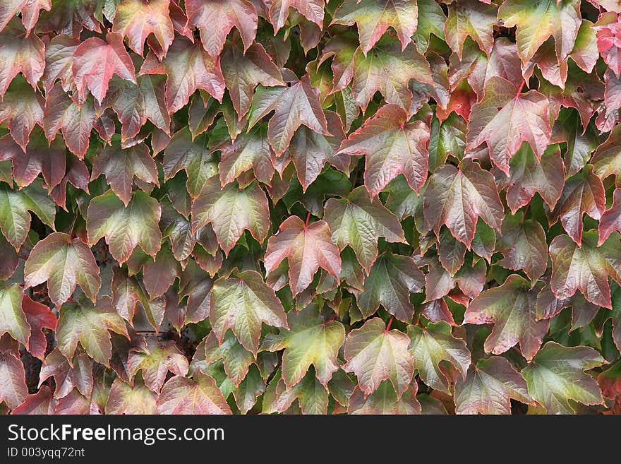 Leaf covered wall. Leaf covered wall.