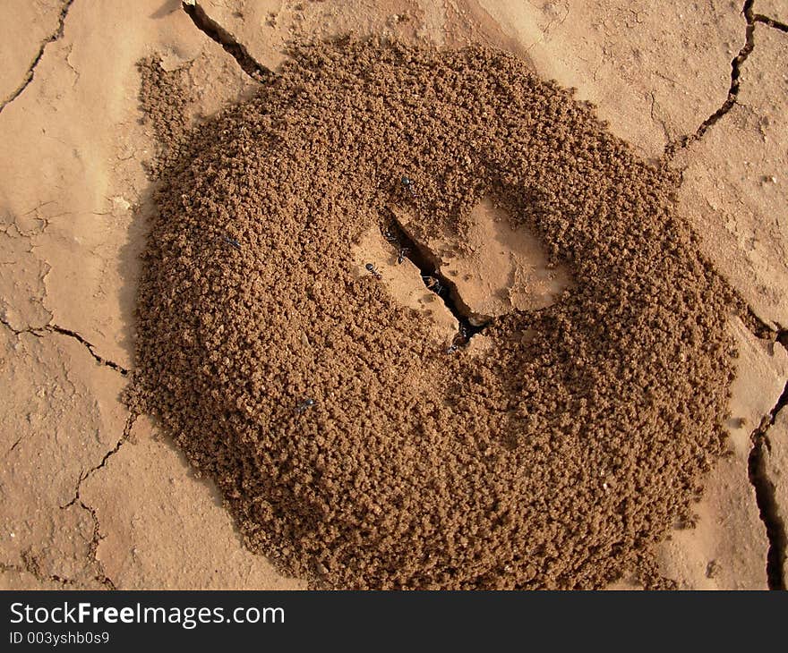 Photo of ant mound on dry earth. Photo of ant mound on dry earth