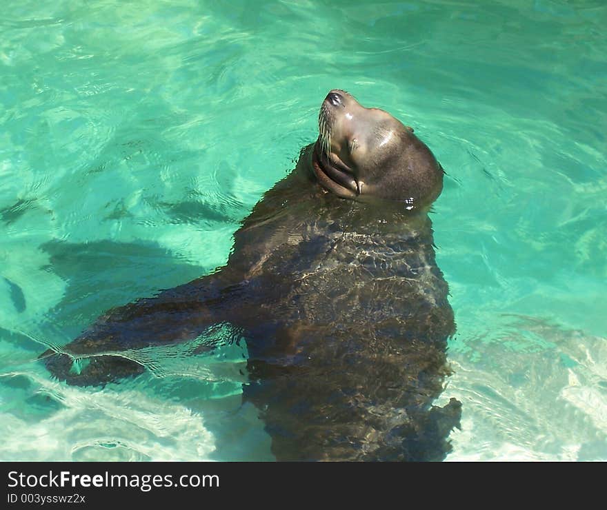 Sealion