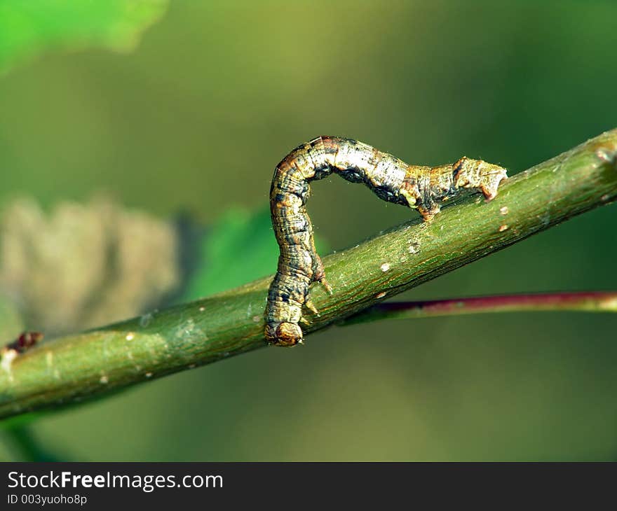 Caterpillar of the butterfly of family Geometridae.