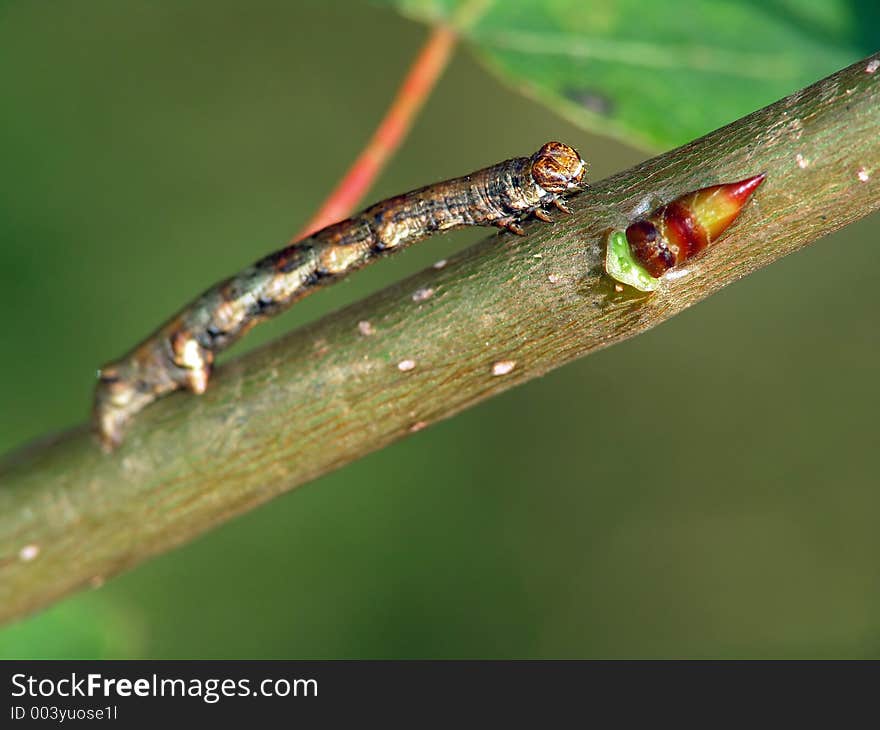 Caterpillar Geometridae in a characteristic pose on a branch of an aspen. Has length of a body about 17 mm. A sort/kind are not established. The photo is made in Moscow areas (Russia). Original date/time: 2004:09:05 13:50:29. Caterpillar Geometridae in a characteristic pose on a branch of an aspen. Has length of a body about 17 mm. A sort/kind are not established. The photo is made in Moscow areas (Russia). Original date/time: 2004:09:05 13:50:29.