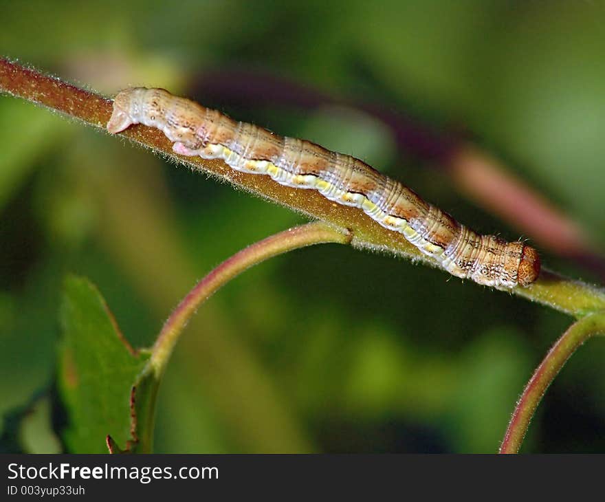 Caterpillar Of The Butterfly Of Family Geometridae.