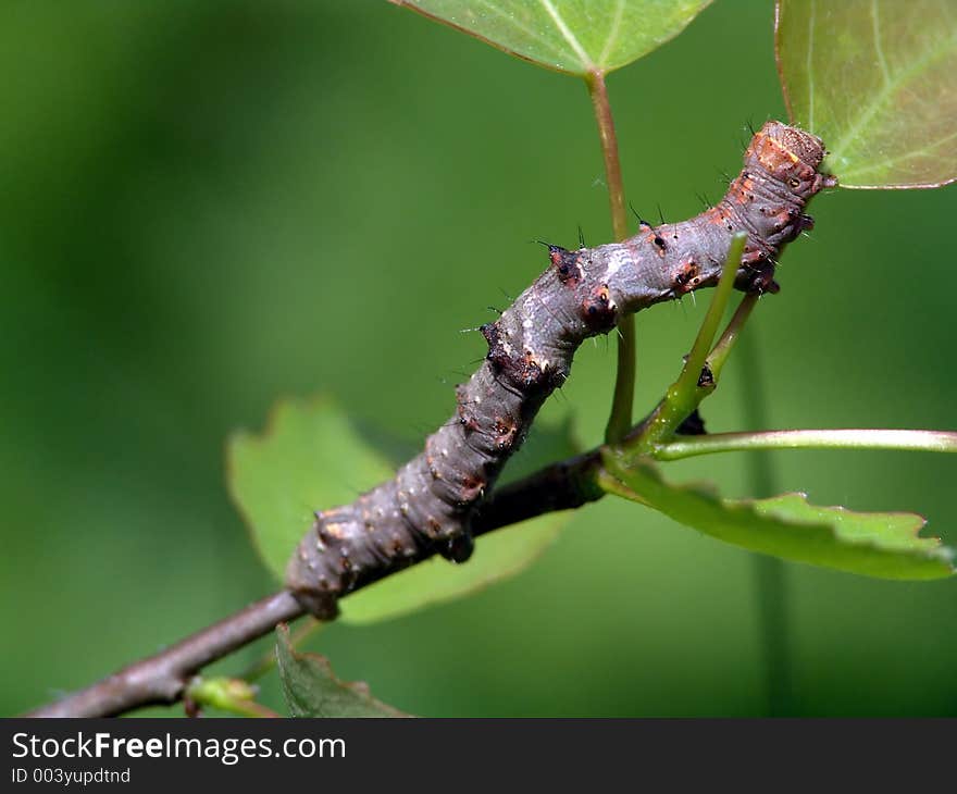 Caterpillar Of The Butterfly Of Family Geometridae.