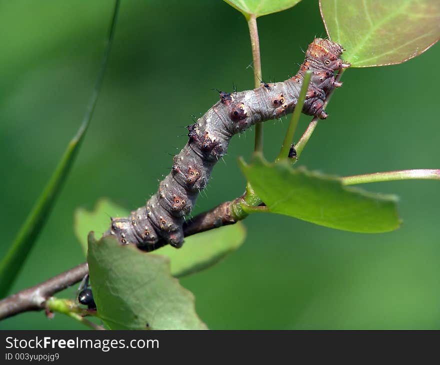 Caterpillar of the butterfly of family Geometridae.