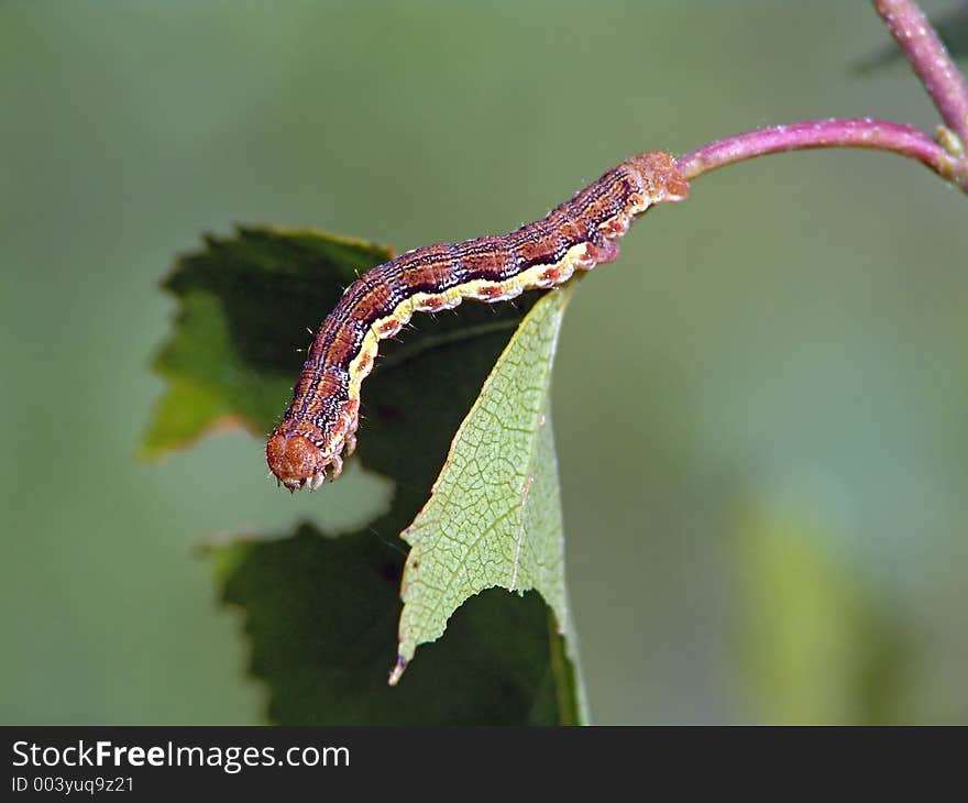 A caterpillar of butterfly Erannis defoliaria families Geometridae. Has length of a body about 25 mm. The photo is made in Moscow areas (Russia). Original date/time: 2004:06:08 09:07:08.