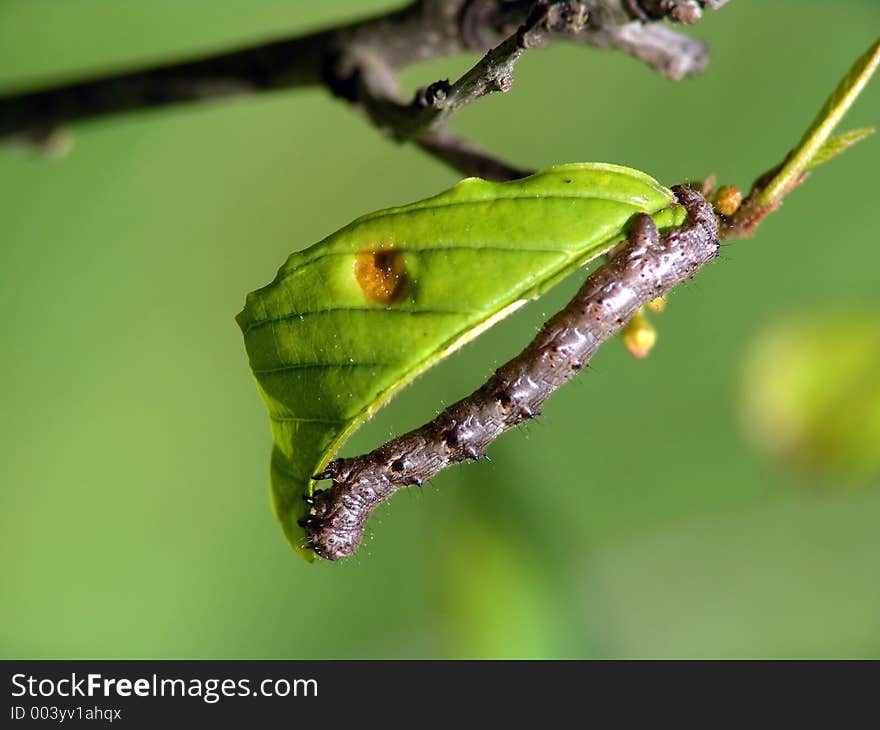 Caterpillar of the butterfly of family Geometridae.