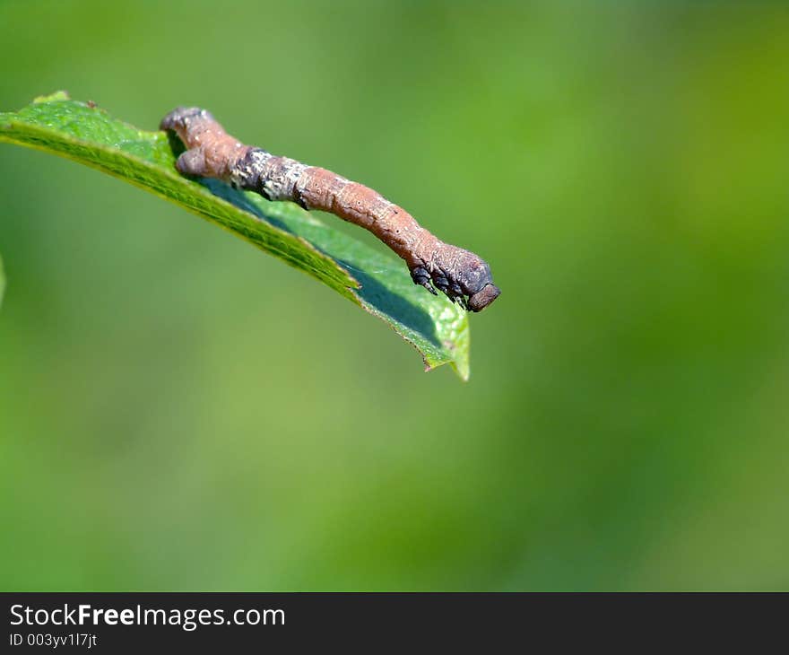 A caterpillar of family Geometridae. Has length of a body about 25 mm. The photo is made in Moscow areas (Russia). Original date/time: 2004:06:18 09:47:28. A caterpillar of family Geometridae. Has length of a body about 25 mm. The photo is made in Moscow areas (Russia). Original date/time: 2004:06:18 09:47:28.