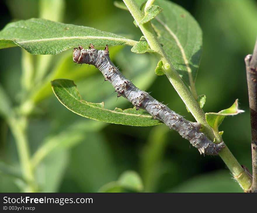 A caterpillar of family Geometridae on a willow. Has length of a body about 30 mm. The photo is made in Moscow areas (Russia). Original date/time: 2004:06:18 09:51:17. A caterpillar of family Geometridae on a willow. Has length of a body about 30 mm. The photo is made in Moscow areas (Russia). Original date/time: 2004:06:18 09:51:17.