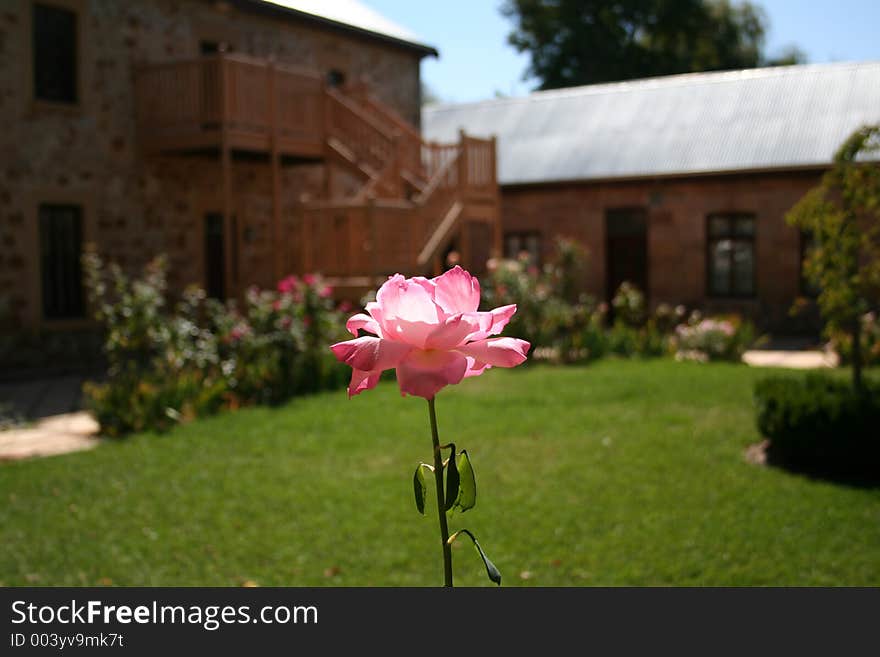 Standing tall, this single rose equals the beauty of the cottage behind. Standing tall, this single rose equals the beauty of the cottage behind