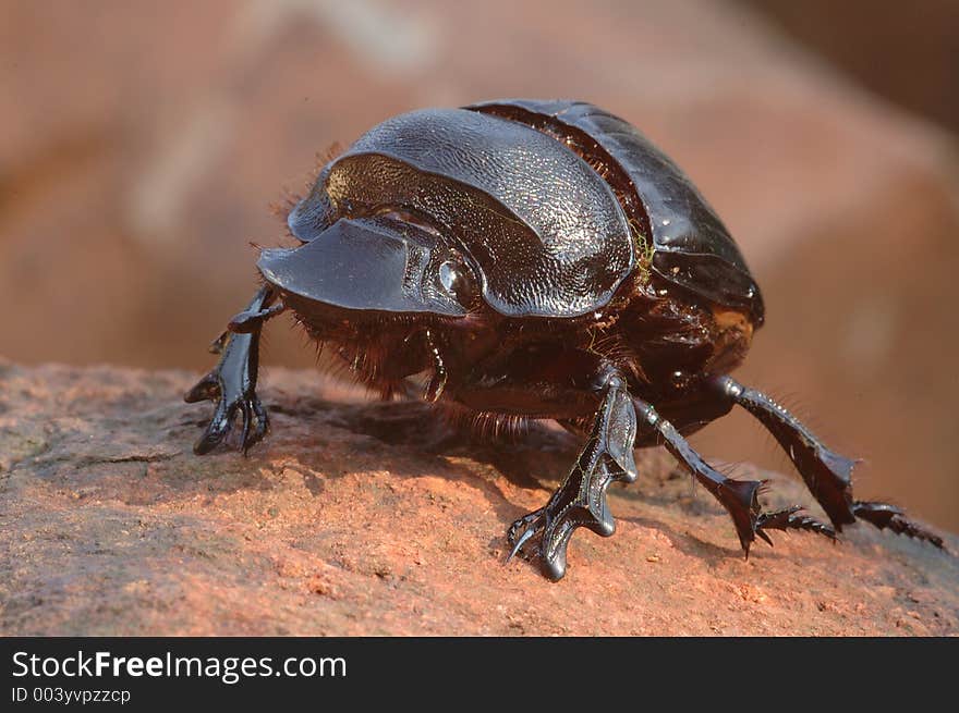 Dung beetle