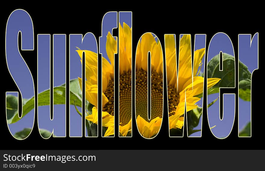 Sunflower Text