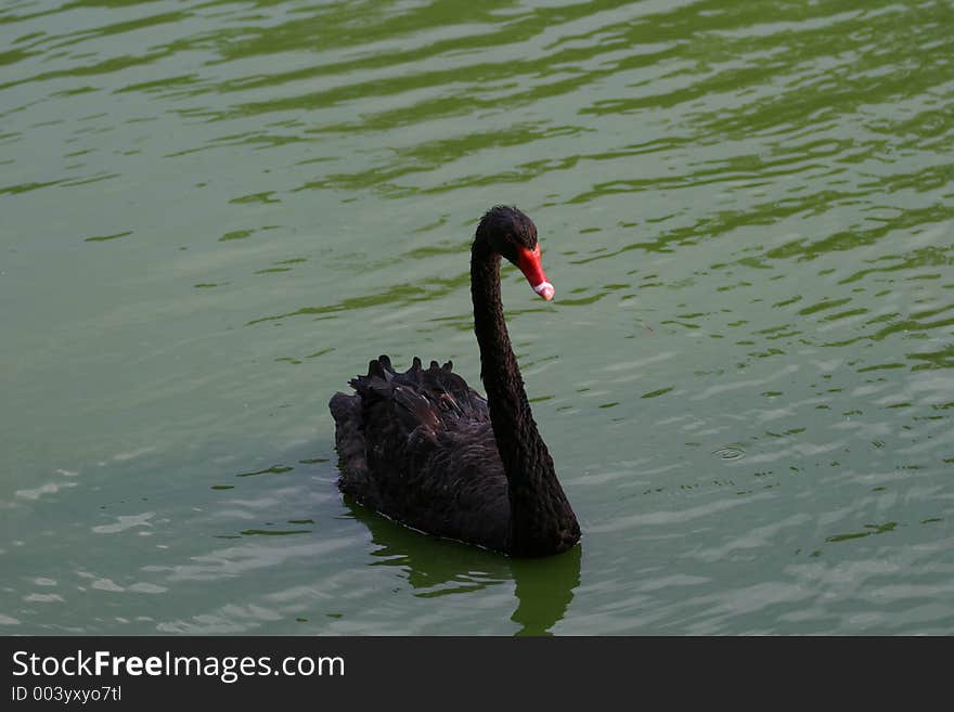 Black swan