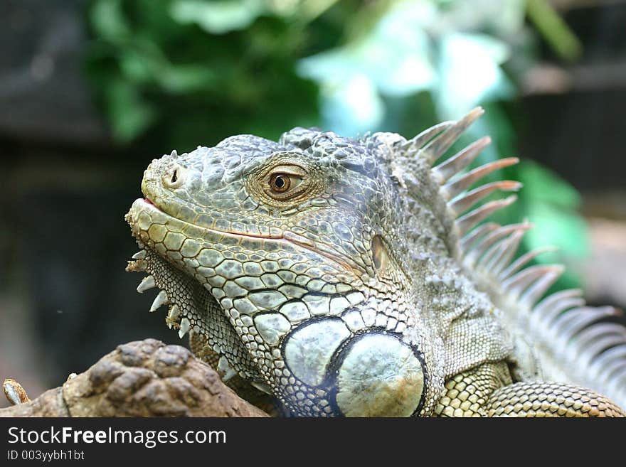 Water dragon head in zoo