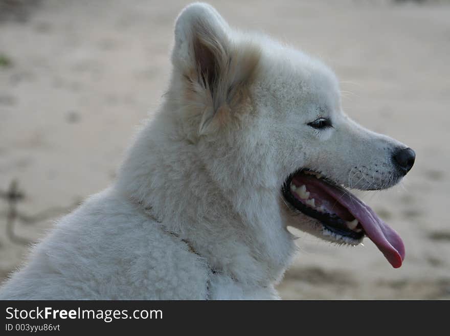 White Samoyed