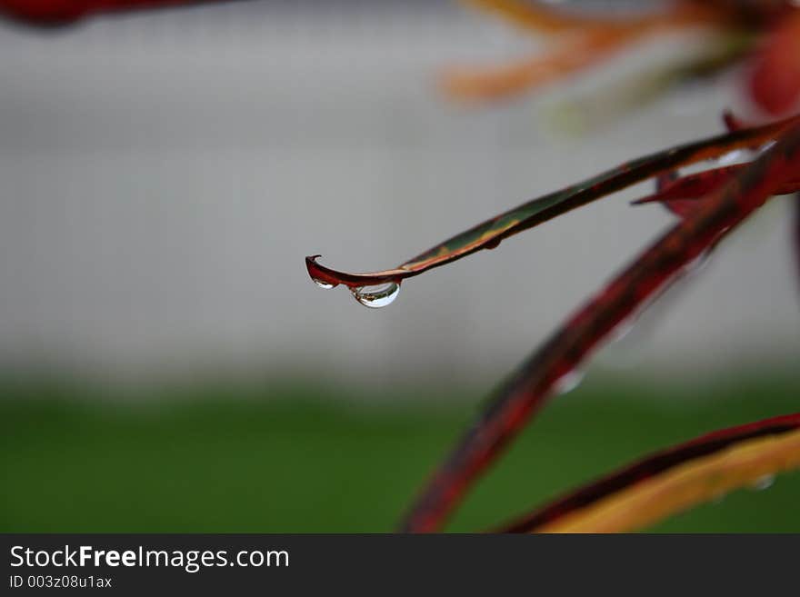 Drop of water on cordulime leaf. Drop of water on cordulime leaf